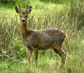 New Forest Deer